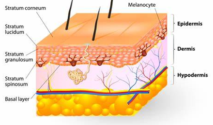 Mycotoxins - melanocyte Colourful Diagram