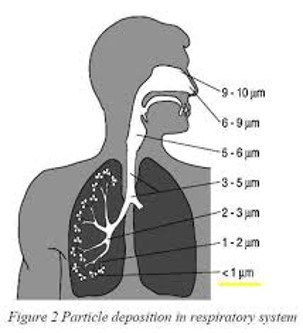 Mycotoxins - human lunge structure